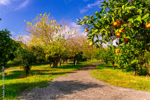 green sunny orange garden with rows of orange trees with oranges fruits on branches, summer day plantation landscape