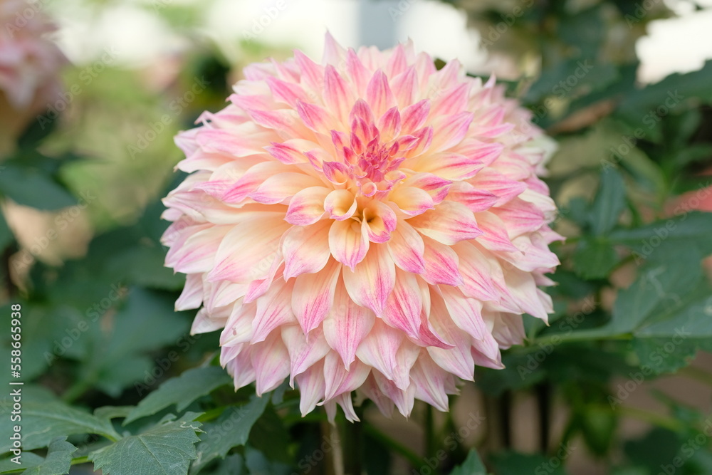 Fototapeta premium orange dahlia in full blooming