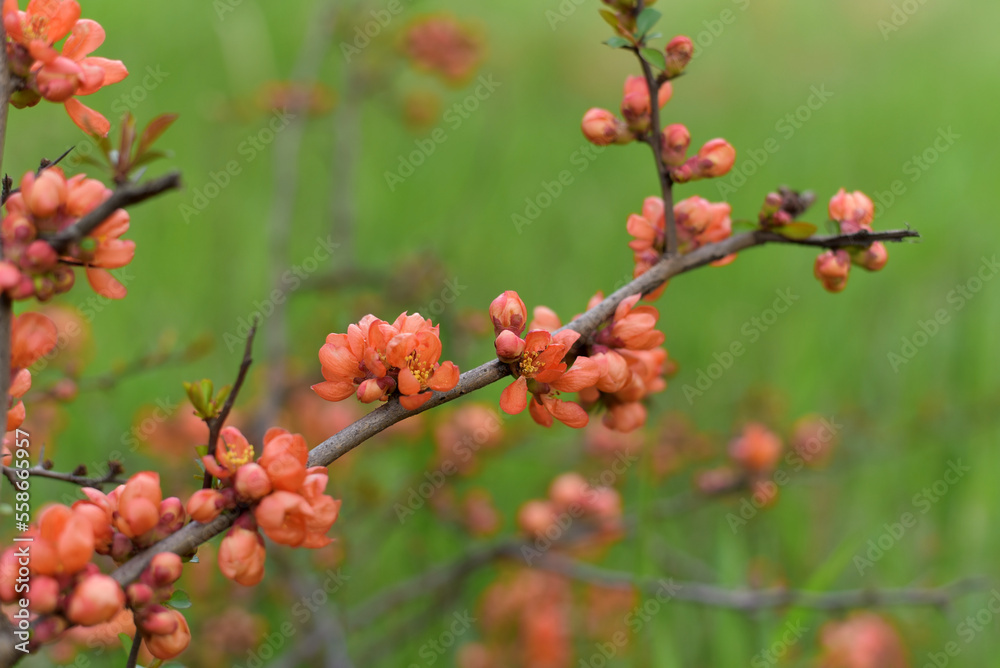 Fragrant, pink, blooming sakura. Close-up. Fragrant, pink, blooming sakura. Close-up.