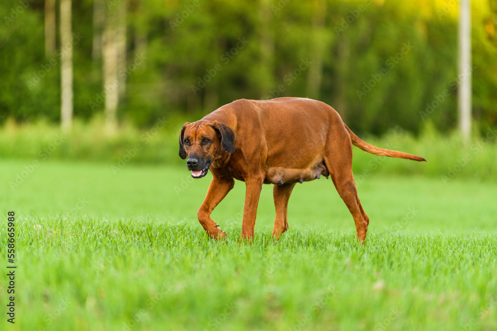 Active pregnant rhodesian ridgeback dog walking on field