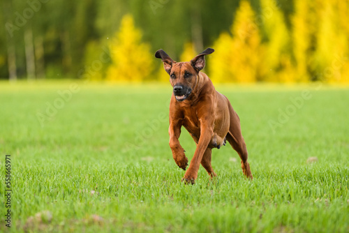 Active pregnant rhodesian ridgeback dog running on field