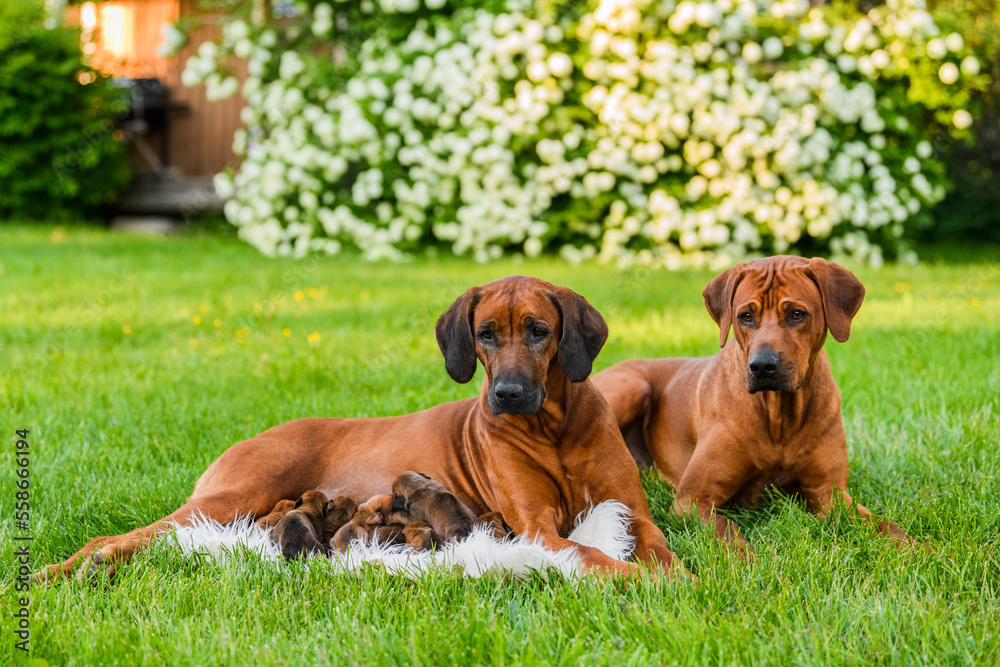 Rhodesian ridgeback family at nature, father, mother and newborn puppies