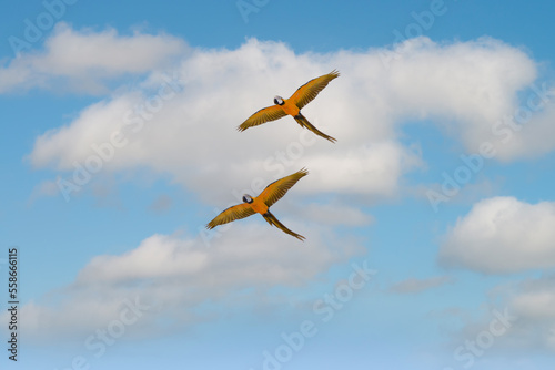 Macaw parrots flying in the sky.