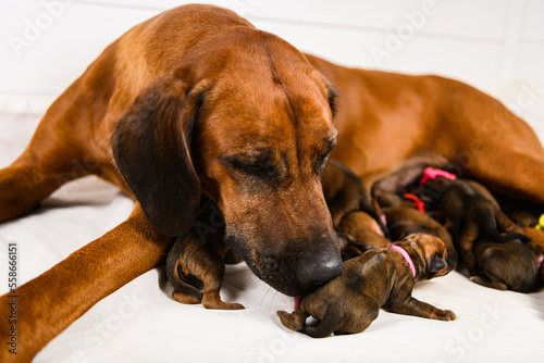 Rhodesian ridgeback mother dog feeding her newborn puppies