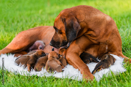 Rhodesian ridgeback mother dog with her newborn puppies at nature