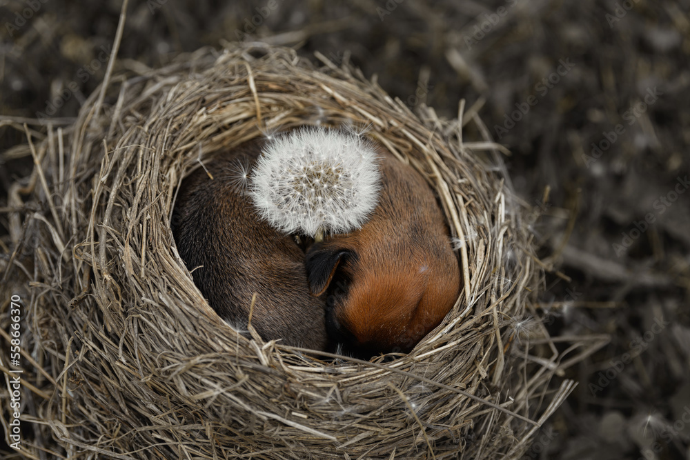 small newborn rhodesian ridgeback puppy sleeping in bird nest small newborn rhodesian ridgeback puppy sleeping in bird nest