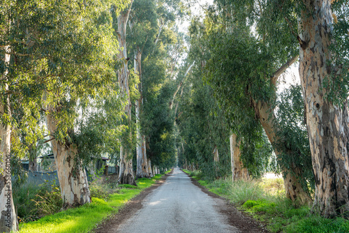 Aşıklar yolu ( lovers path) is a path with lots of eucalyptus trees at both sides