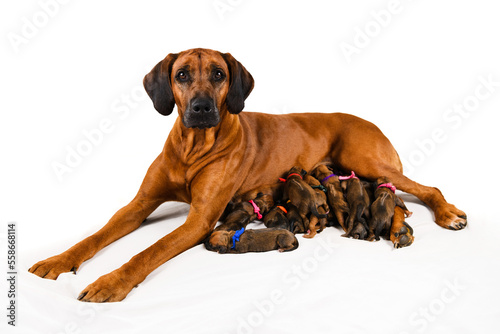 Rhodesian ridgeback mother dog feeding her newborn puppies