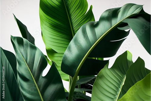 Green tropical banana palm leaves on a white isolated background. Natural natural background, copy space. Generative AI