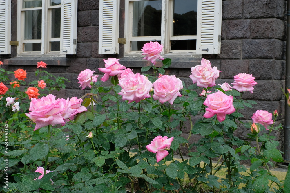 rose garden in the classical house