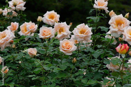 pastel pink rose in full blooming