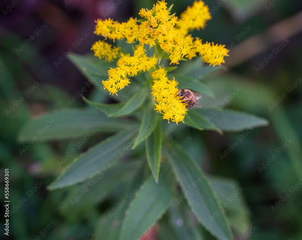 Solidago plant with blooming yellow flower and bee. Solidago plant with blooming yellow flower and bee.