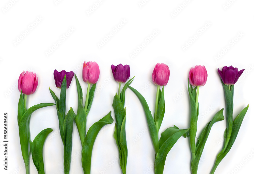 Pink, purple, violet flowers tulips on a white background with space for text. Top view, flat lay Pink, purple, violet flowers tulips on a white background with space for text. Top view, flat lay