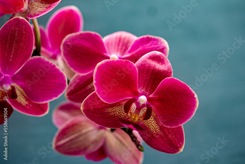 Branch of a blooming pink orchid close-up on a dark background marco. Multiple blossoms. Flower in bloom. Gorgeous Phalaenopsis orchid flowers  isolated  copy space  high quality photo