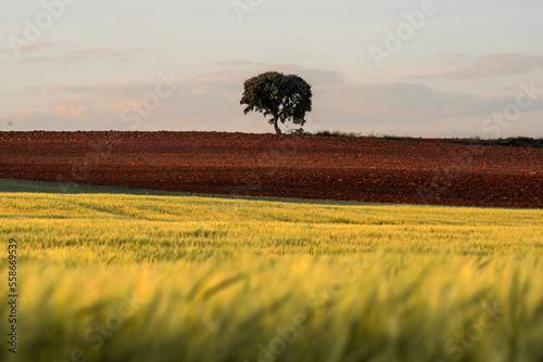Grainfield at sunset with the sun behind it and a lonely tree in the background