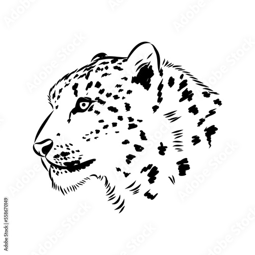 vector snow leopard, irbis wild cats graphic illustration