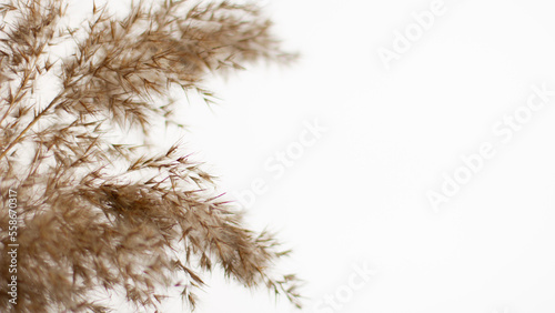 Pampas grass is a natural light brown color. On a light background. Background with gentle soft grass. Fluffy grass on the background. Neutral color. Pastel shades. nude
