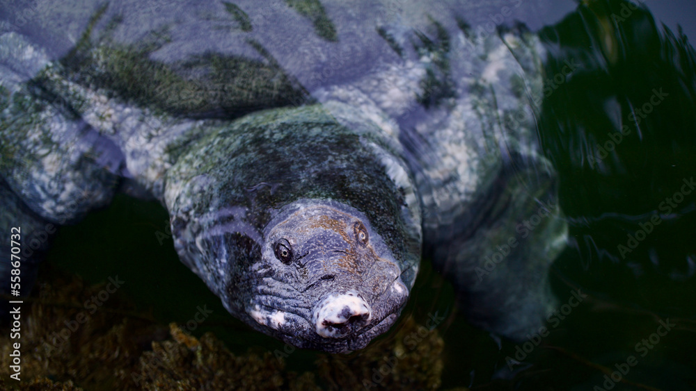 Fototapeta premium Nile tortoise. African softshell turtle or Nile softshell turtle (Trionyx triunguis). Wildlife in Mugla, Ortaca Dalyan delta.