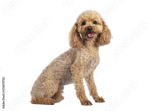 Adorable young adult apricot brown toy or miniature poodle. Recently groomed. Sitting side ways facing camera with mouth open showing tongue. Isolated cutout on a transparent background.