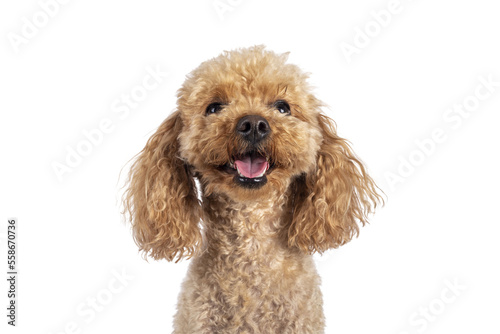 Head shot of adorable young adult apricot brown toy or miniature poodle. Recently groomed. Sitting  facing camera with mouth open showing tongue. Isolated cutout on a transparent background. photo