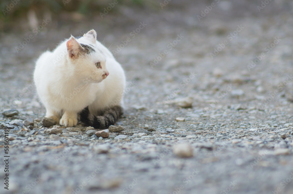 京都の稲荷山にて、リラックスする白猫