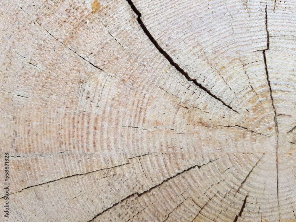 Fototapeta premium wood texture