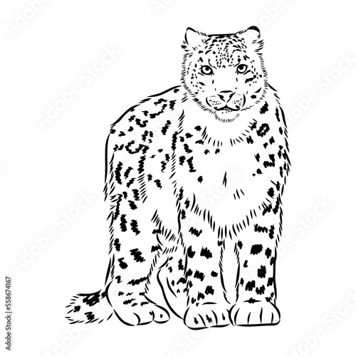 Photography vector snow leopard, irbis wild cats graphic illustration