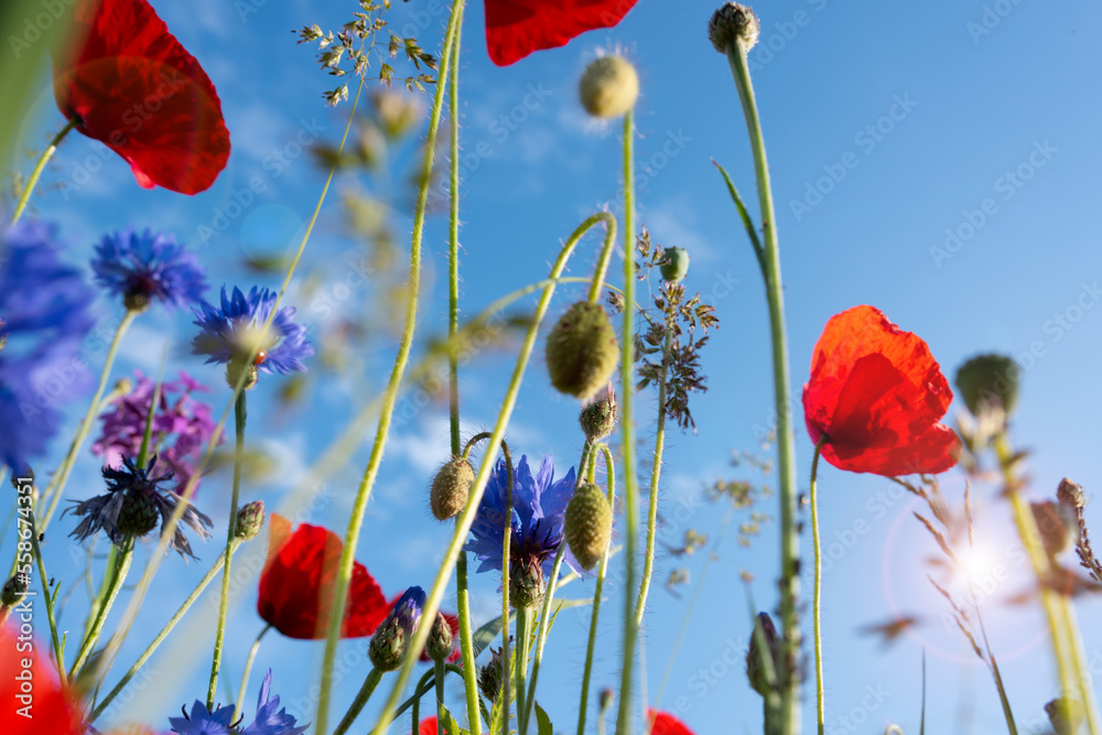 Obraz premium Spring meadow with poppies on a sunny day. Nature scene with blue sky. Close-up.
