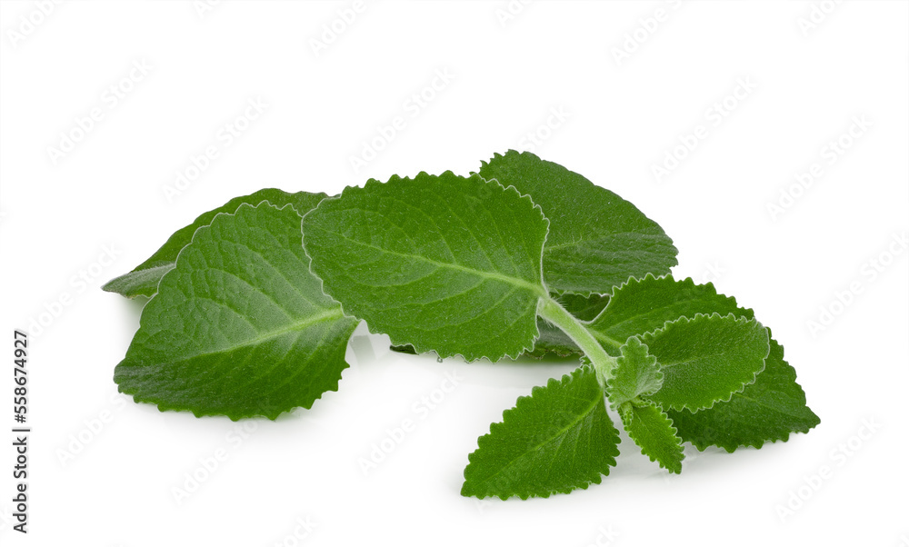 Mint twig isolated on a white background Mint twig isolated on a white background