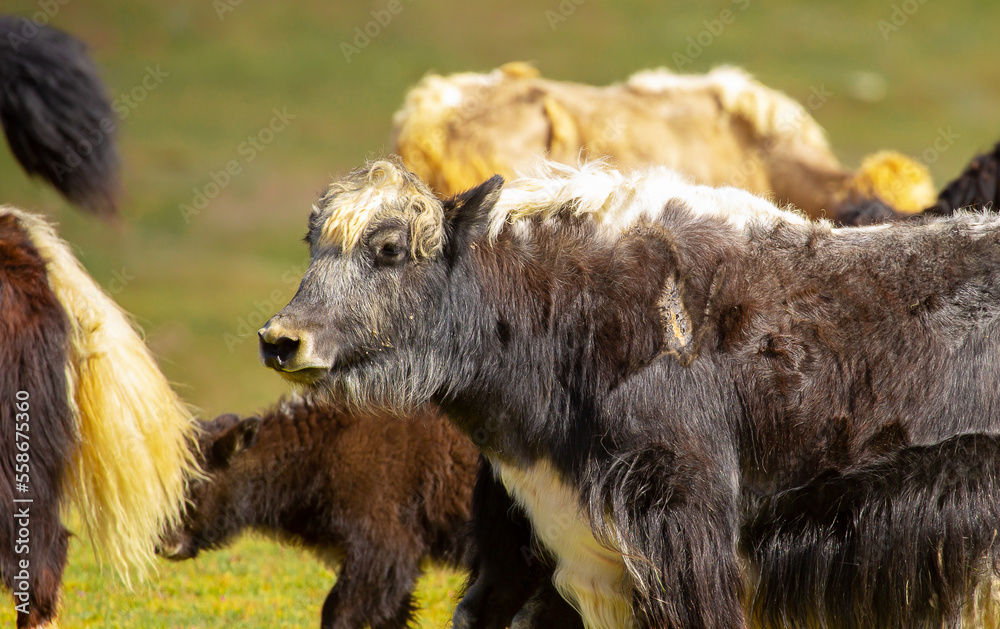 Fototapeta premium A herd of yaks graze in the mountains. Himalayan big yak in a beautiful landscape. Hairy cow cattle wild animal in nature in Tibet. Sunny summer day in the wild. Farm animal in Nepal and Tibet.
