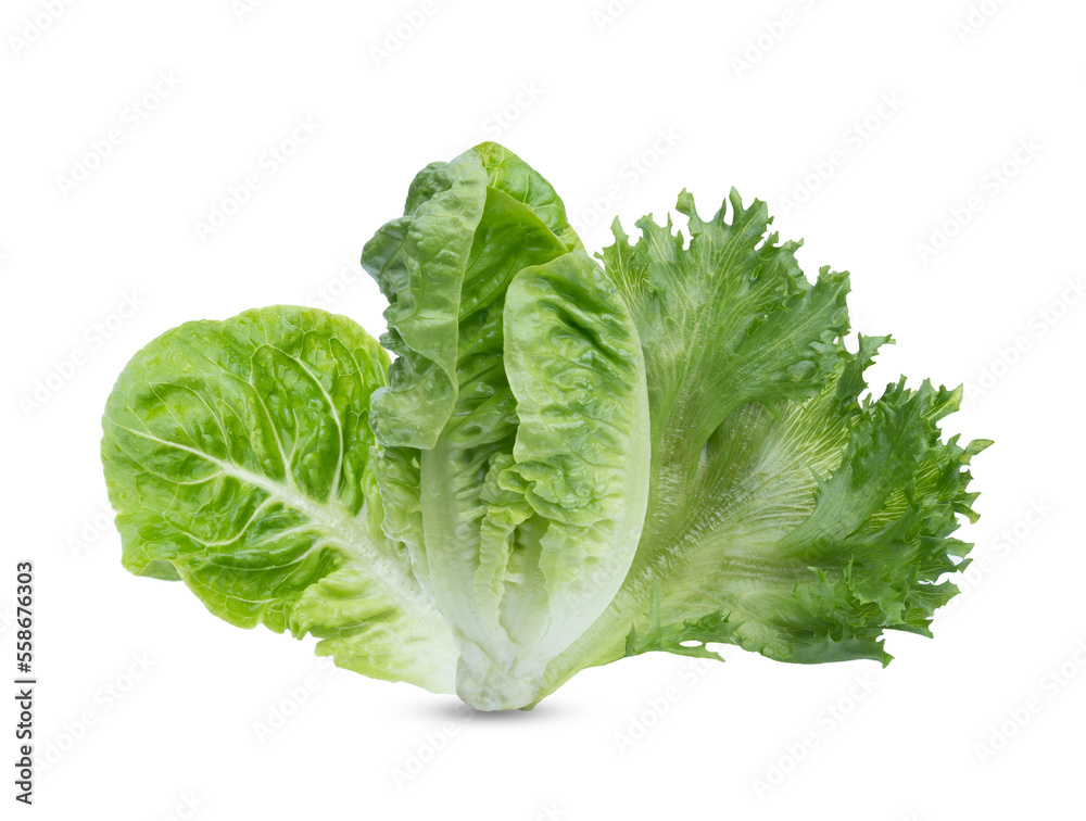 Head of fresh organic lettuces salad .Healthy food concept with copy space on transparent. Head of fresh organic lettuces salad .Healthy food concept with copy space on transparent.