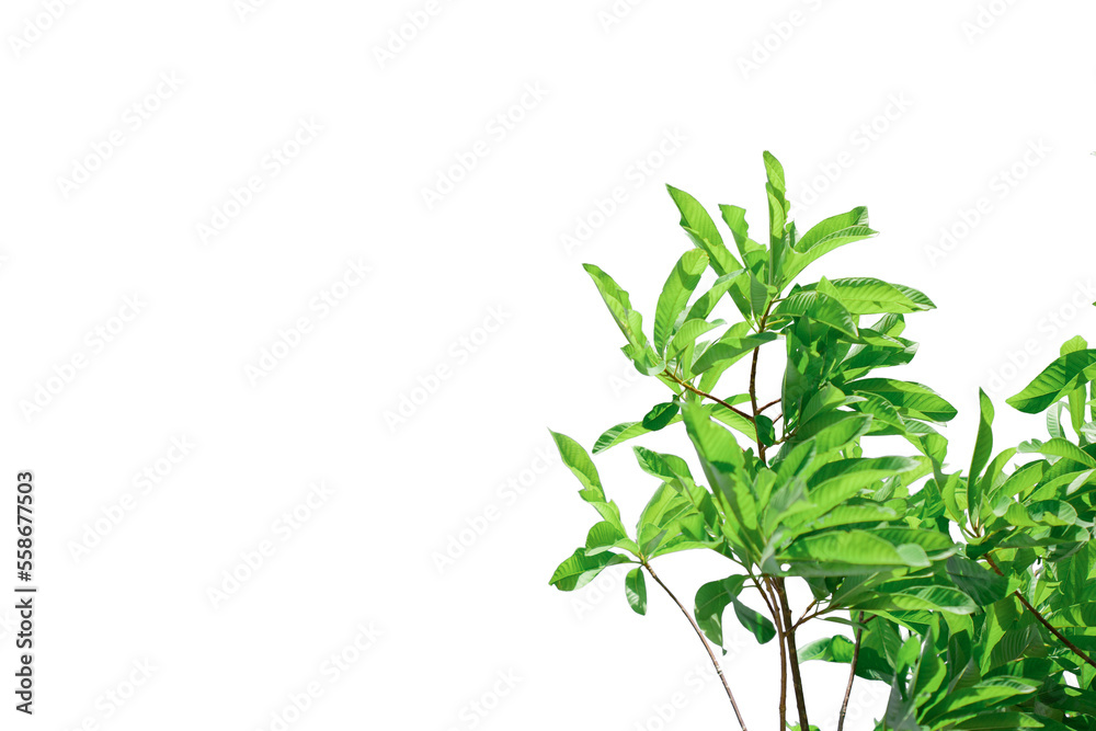 Green leaves