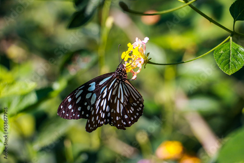 Beautiful butterfly in Asia  Laos and Thailand   peaceful nature
