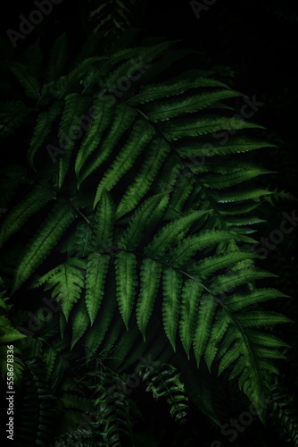 Background with fern leaves. Dense thickets of plants in the forest. Natural background with shade-loving plants.