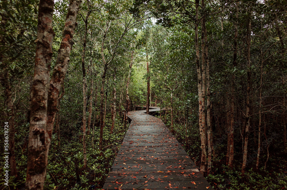 Obraz premium mangrove forest tracking