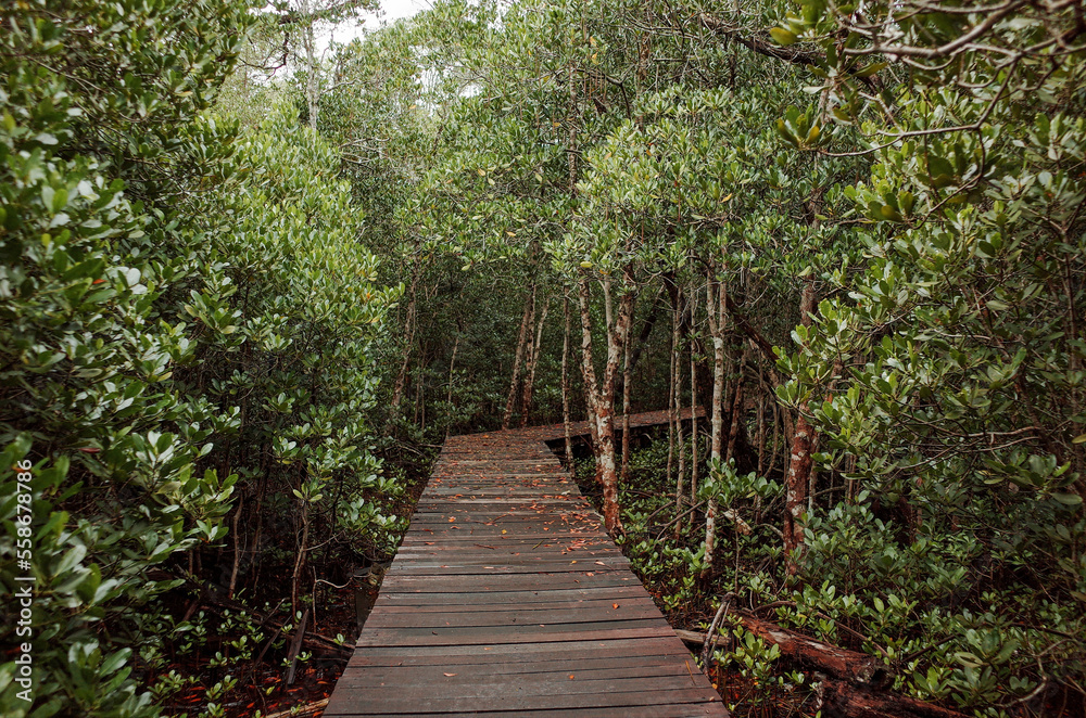 Fototapeta premium mangrove forest tracking