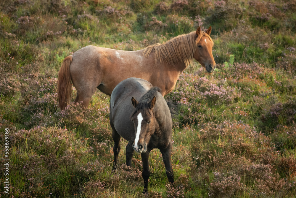 Fototapeta premium Wild horses in the New Forest National Park- UK