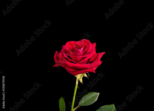 Bud of a blooming red rose against a black background.