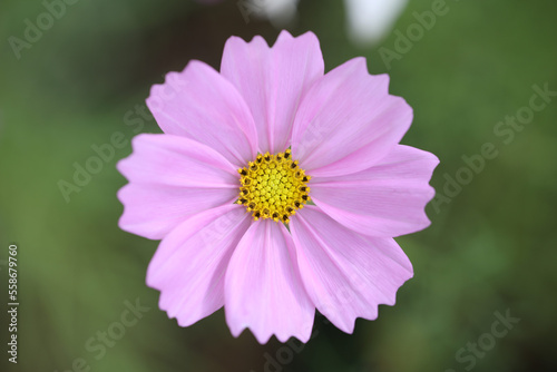 Closeup of Pink Cosmos flower