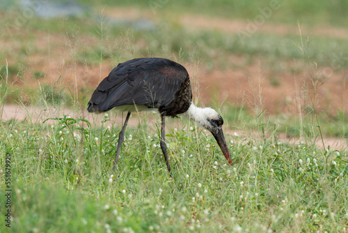 Cigogne épiscopale,.Ciconia episcopus, Woolly necked Stork photo