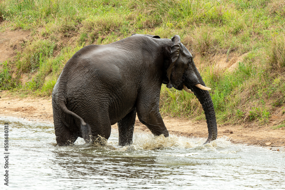 Éléphant d'Afrique, Loxodonta africana, Parc national Kruger, Afrique du Sud Éléphant d'Afrique, Loxodonta africana, Parc national Kruger, Afrique du Sud
