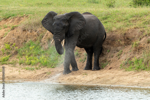 Éléphant d'Afrique, Loxodonta africana, Parc national Kruger, Afrique du Sud