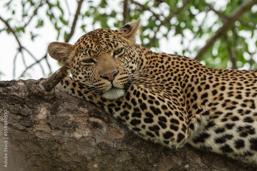 Léopard, Panthère, Panthera pardus, Afrique du Sud Léopard, Panthère, Panthera pardus, Afrique du Sud