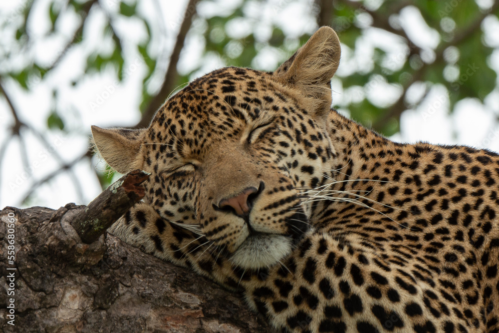 Obraz premium Léopard, Panthère, Panthera pardus, Afrique du Sud