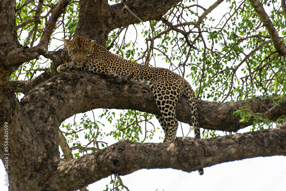 Léopard, Panthère, Panthera pardus, Afrique du Sud Léopard, Panthère, Panthera pardus, Afrique du Sud