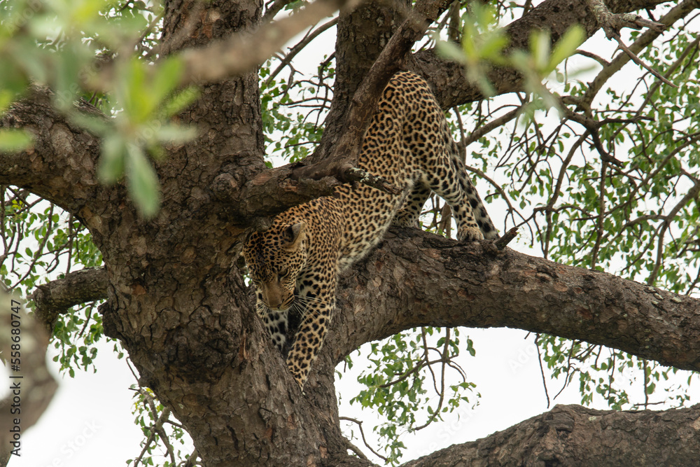 Léopard, Panthère, Panthera pardus, Afrique du Sud Léopard, Panthère, Panthera pardus, Afrique du Sud