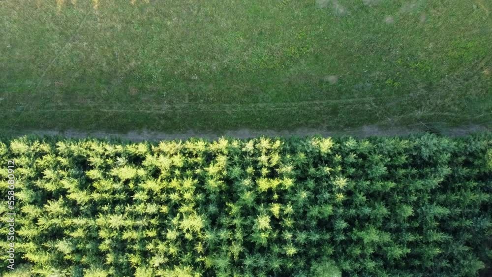 Bordure nette de forêt de sapins. Lisière de forêt marqué par un ...