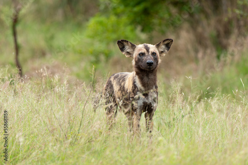 Lycaon, Lycaon pictus, Afrique du Sud