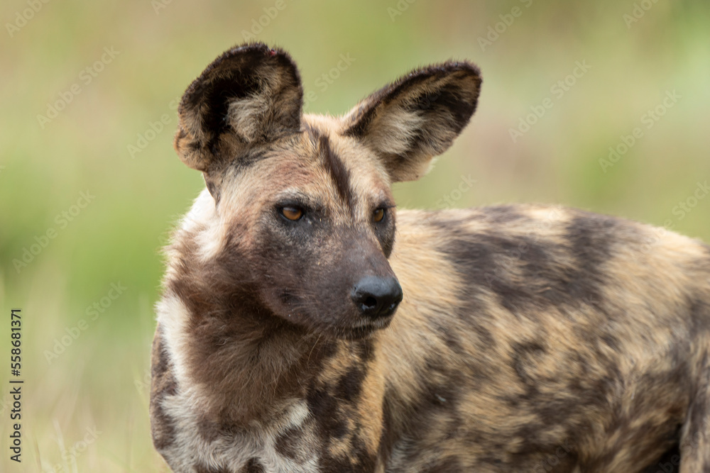 Lycaon, Lycaon pictus, Afrique du Sud Lycaon, Lycaon pictus, Afrique du Sud