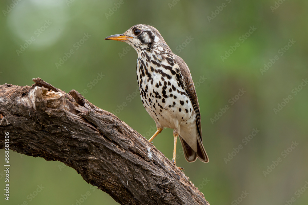 Fototapeta premium Merle litsitsirupa, Grive litsitsirupa,.Turdus litsitsirupa, Groundscraper Thrush